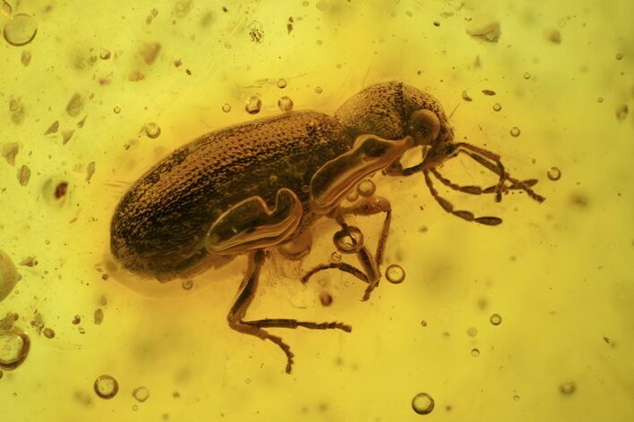 Detailed Fossil True Weevil (Curculionidae) In Baltic Amber - Rare! #139014